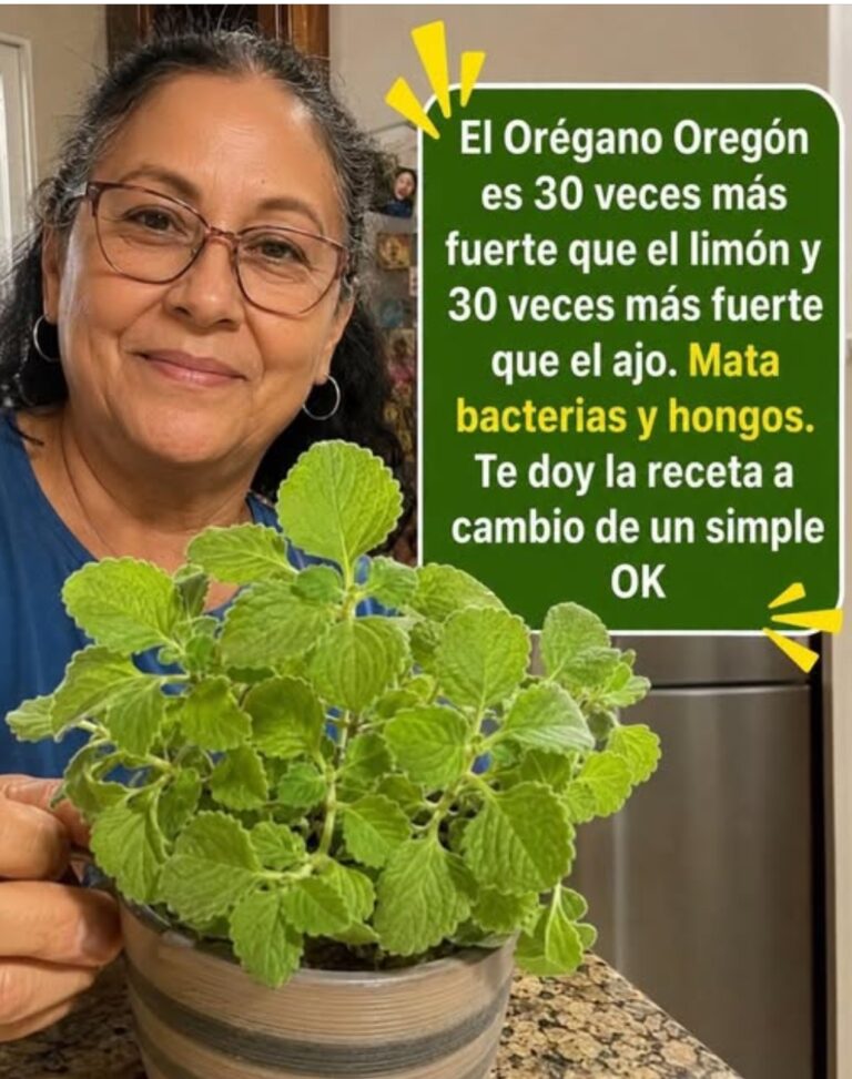 Orégano Orejón: un aliado natural para cuidar la vista