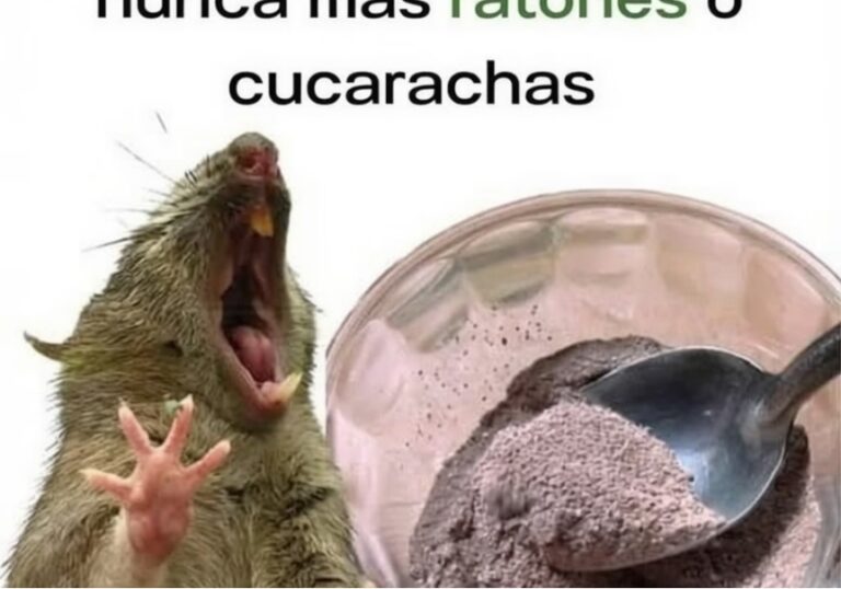  El Truco Casero que Está Ayudando a Muchas Familias a Mantener Alejadas las Ratas y las Cucarachas